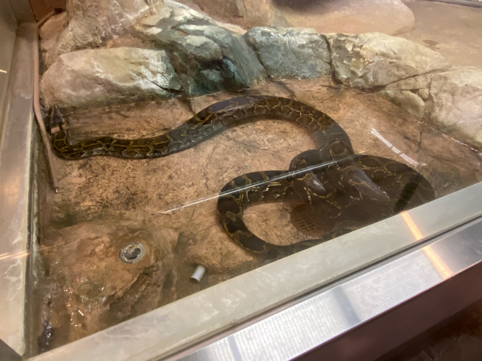 福山市立動物園の超巨大ニシキヘビ