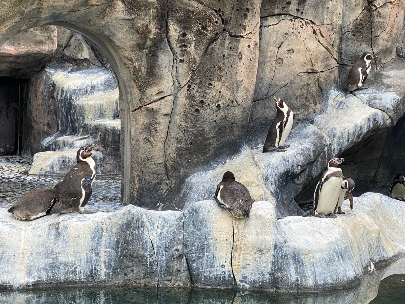 福山市立動物園のペンギン