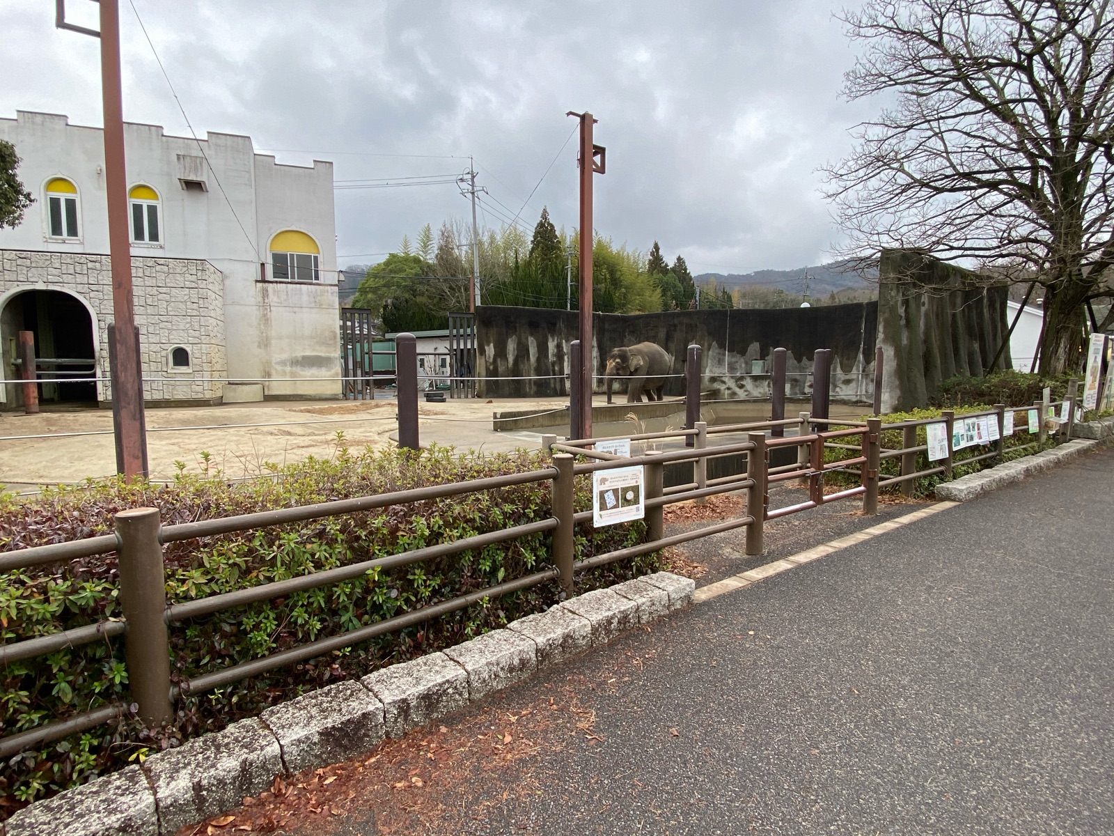 福山市立動物園の結核と闘病中のゾウ