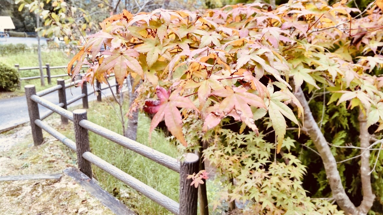 東広島西条憩いの森公園紅葉