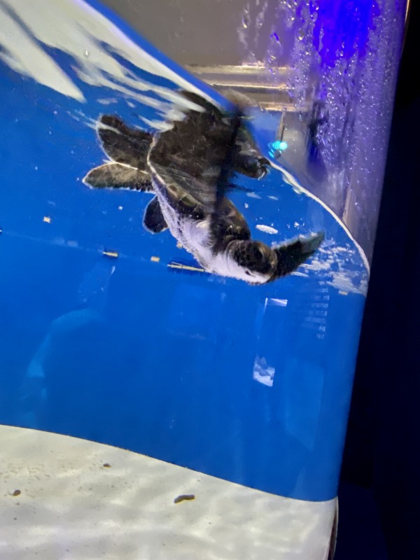 マリホ水族館ウミガメ赤ちゃん